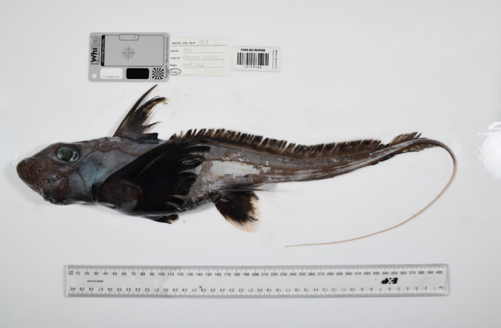 the ghost shark has silvery pale skin with dark pectoral and caudal fins, and large eyes the ghost shark has silvery pale skin with dark pectoral and caudal fins, and large eyes